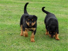 Mannelijke en vrouwelijke Rottweiler puppies voor dierenliefhebbers.