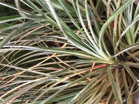 Zonbromelia Bromelia fascicularia bicolor - 1