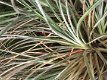 Zonbromelia Bromelia fascicularia bicolor - 1 - Thumbnail