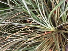 Zonbromelia Bromelia fascicularia bicolor