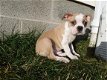 Kc geregistreerde Boston Terriers - 1 - Thumbnail