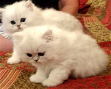 Prachtige Perzische katjes op zoek naar een huis