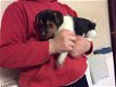 Gezond huis hief Jack Russell pups beschikbaar - 1 - Thumbnail