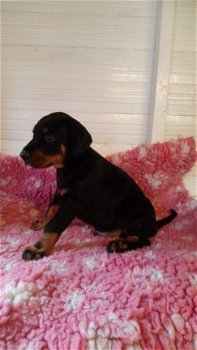 Home Raised Doberman puppy's beschikbaar - 1