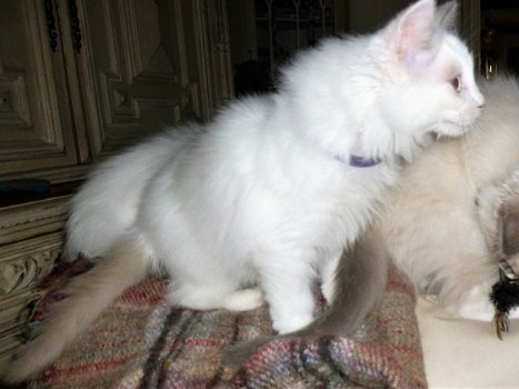 Met de hand opgevoed Ragdoll Kittens - 1