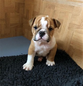 Mooi en gezond Engels Bulldog pups beschikbaar - 1