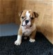 Mooi en gezond Engels Bulldog pups beschikbaar - 1 - Thumbnail