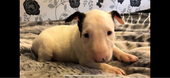 Engelse Bull Terrier beschikbaar - 1