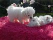 Twee koffiekopje Maltese Puppies. - 1 - Thumbnail