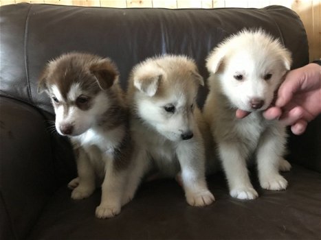 Mooie Siberische Husky pups voor adoptie. - 1