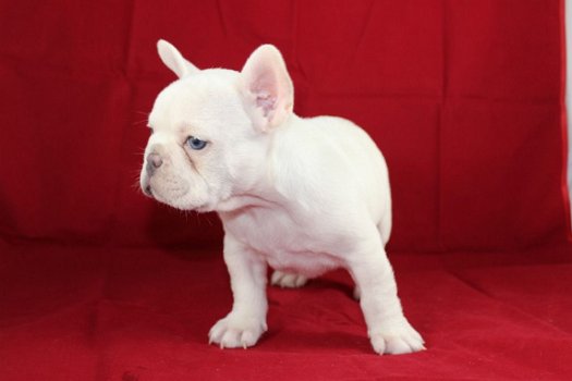 Mooie Franse Bulldog Puppies die ik geef op voor adoptie - 1