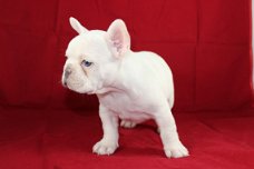 Mooie Franse Bulldog Puppies die ik geef op voor adoptie