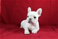 Mooie Franse Bulldog Puppies die ik geef op voor adoptie - 2 - Thumbnail