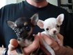 Twee Mooie Chihuahua Puppies - 1 - Thumbnail