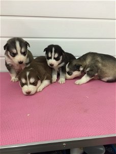 Uitstekende Siberische Husky Puppies