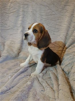 Mooie en gezonde Beagle pups beschikbaar - 1