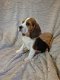 Mooie en gezonde Beagle pups beschikbaar - 1 - Thumbnail