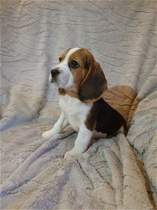 Mooie en gezonde Beagle pups beschikbaar