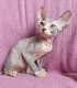 twee nestjes van Sphynx kittens - 1 - Thumbnail