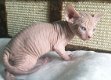 twee nestjes van Sphynx kittens - 2 - Thumbnail