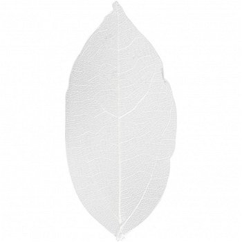 Bladeren gedroogd wit 6-8 cm 20 stuks - 1