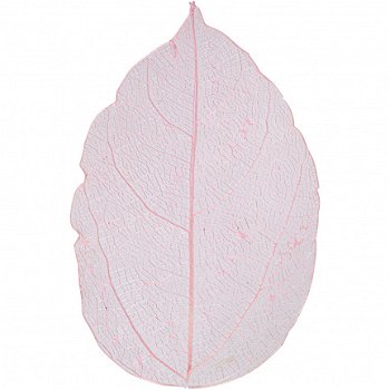 Bladeren gedroogd roze 6-8 cm 20 stuks - 1