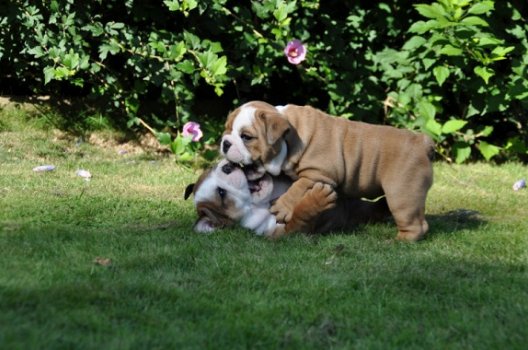 engels bulldog puppies - 1