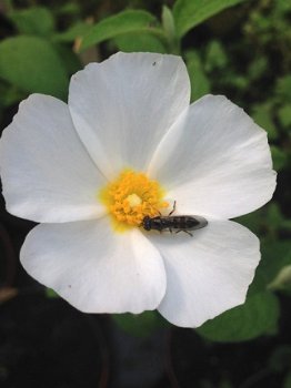 Cistus salviifolius, Cistusroosje - 1