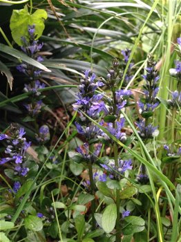 Ajuga valfredda - 1