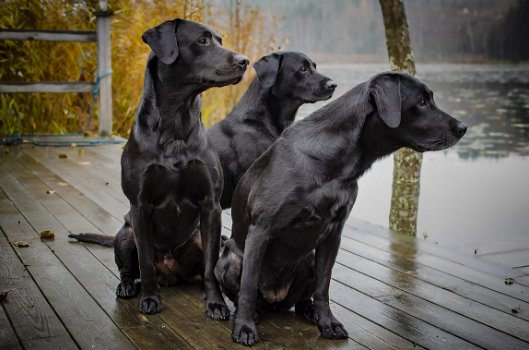 “Ontdek Hoe Jij Je Labrador Bijna Direct Verandert In Een Lieve En Gehoorzame Hond...