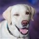 “Ontdek Hoe Jij Je Labrador Bijna Direct Verandert In Een Lieve En Gehoorzame Hond...