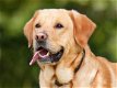 “Ontdek Hoe Jij Je Labrador Bijna Direct Verandert In Een Lieve En Gehoorzame Hond...