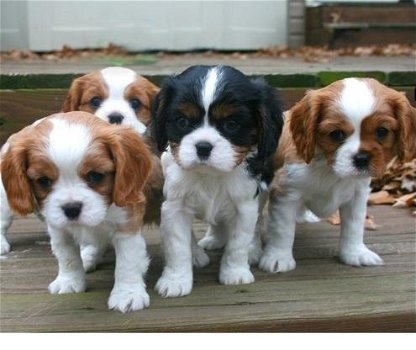 Cavalier King Charles-puppy's. - 1
