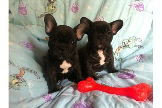 Twee Franse Blaue Bulldog Pups - 1