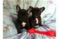 Twee Franse Blaue Bulldog Pups - 1 - Thumbnail