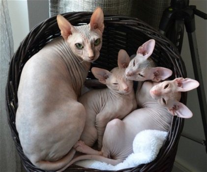 Magnifique Sphynx !!kitten beschikbaar, - 1