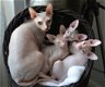 Magnifique Sphynx !!kitten beschikbaar, - 1 - Thumbnail