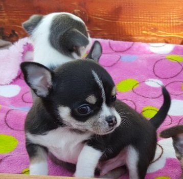 Schattige Chihuahua Pups Beschikbaar. - 1