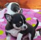 Schattige Chihuahua Pups Beschikbaar. - 1 - Thumbnail