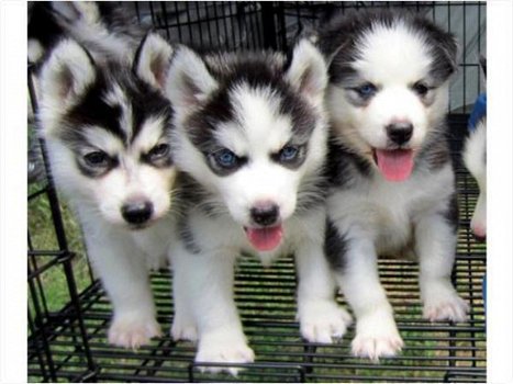 Twee Mooie Siberische Husky pups - 1