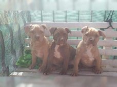 Supermooie pitbull terrier pups!