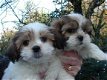 Mooie Shih Tzu Puppies - 1 - Thumbnail