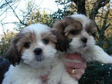 Mooie Shih Tzu Puppies