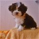 Mooie Bolonka Zwetna Puppies - 1 - Thumbnail