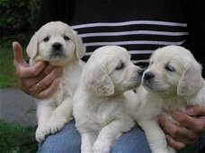 Mooie Golden retriever Puppies