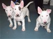 Bull Terrier !!pupjes beschikbaar, - 1 - Thumbnail