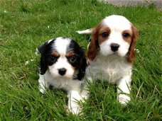 Cavalier King Charles Spaniël Pups