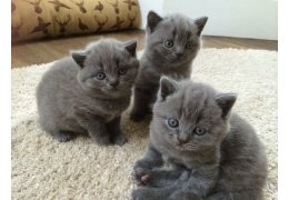 Mooie Britse korthaar kittens - 1