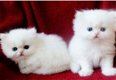 Perzische kittens - 1 - Thumbnail