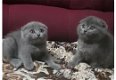 Ongebruikelijke Black Scottish Fold Kittens Kittens - 1 - Thumbnail